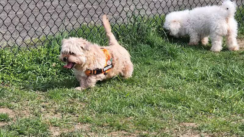 Woodbridge Dog Park - Woodbridge, CT