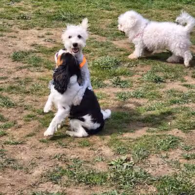 Woodbridge Dog Park - Woodbridge, CT