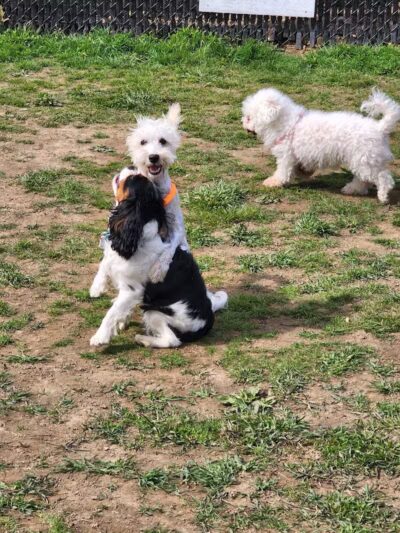 Woodbridge Dog Park - Woodbridge, CT