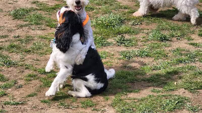 Woodbridge Dog Park - Woodbridge, CT