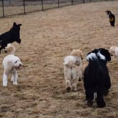 Woodbridge Dog Park - Woodbridge, CT