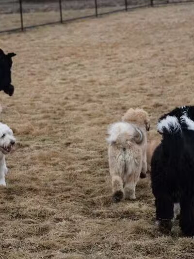 Woodbridge Dog Park - Woodbridge, CT