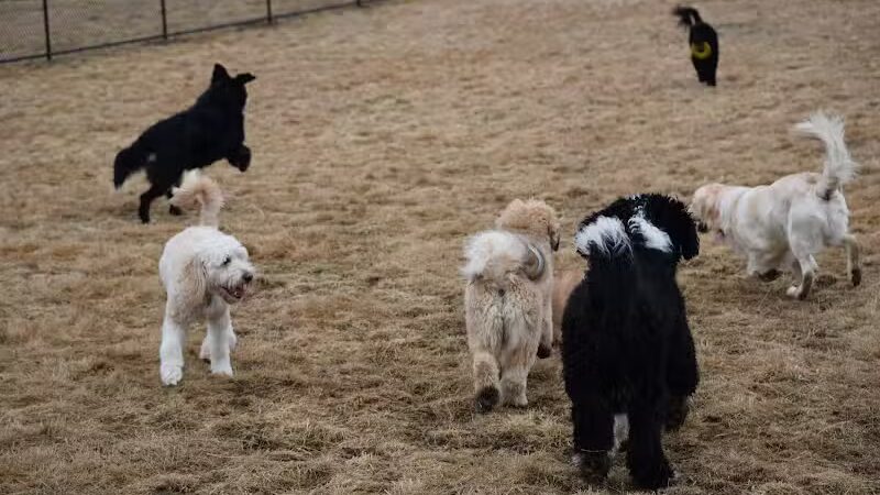 Woodbridge Dog Park - Woodbridge, CT