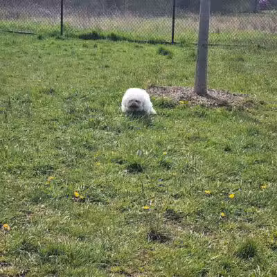 Woodbridge Dog Park - Woodbridge, CT