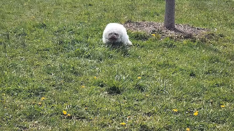 Woodbridge Dog Park - Woodbridge, CT