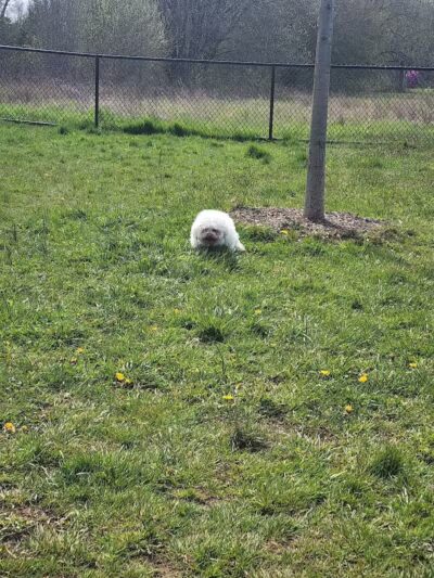 Woodbridge Dog Park - Woodbridge, CT