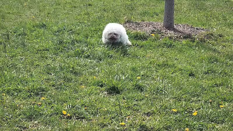 Woodbridge Dog Park - Woodbridge, CT