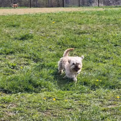 Woodbridge Dog Park - Woodbridge, CT