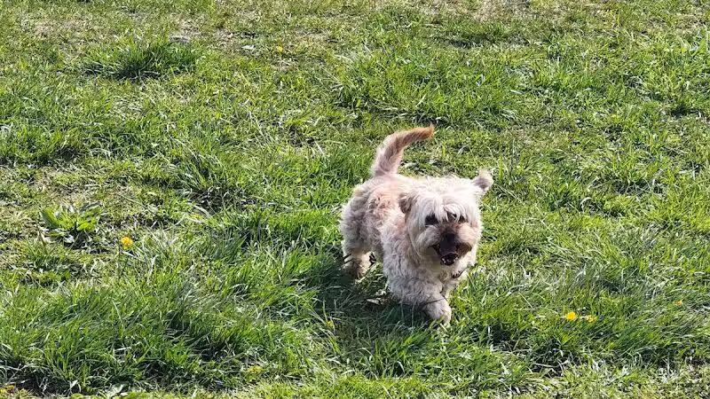 Woodbridge Dog Park - Woodbridge, CT