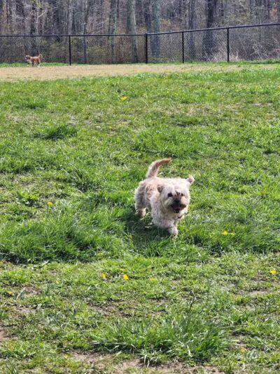 Woodbridge Dog Park - Woodbridge, CT