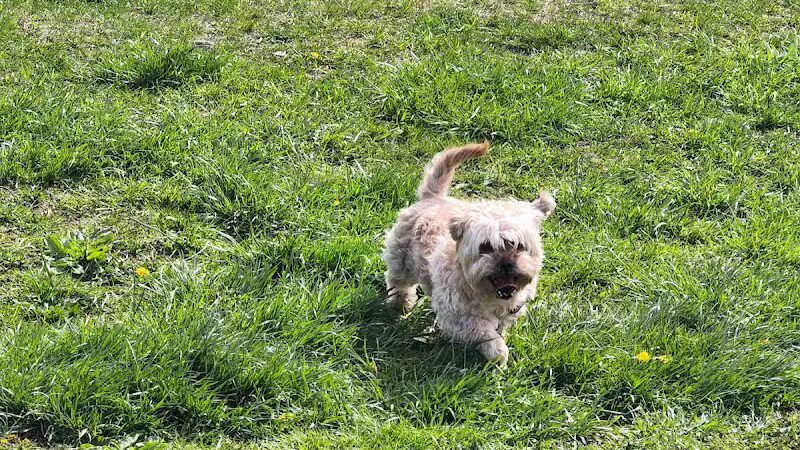 Woodbridge Dog Park - Woodbridge, CT