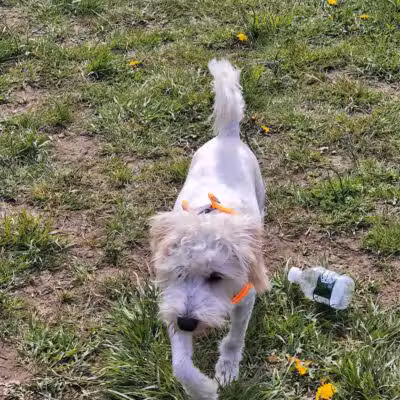 Woodbridge Dog Park - Woodbridge, CT