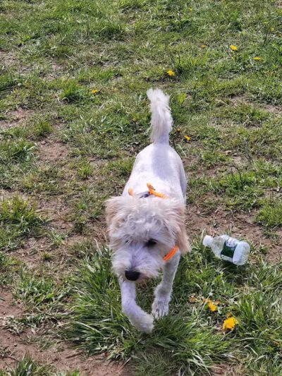 Woodbridge Dog Park - Woodbridge, CT