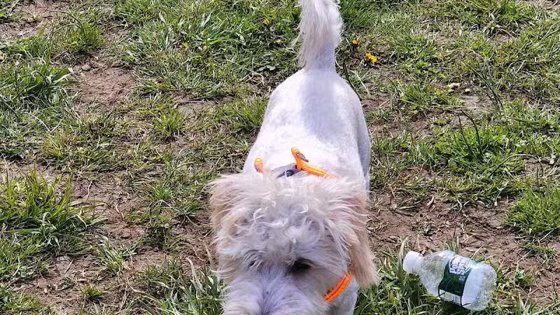 Woodbridge Dog Park - Woodbridge, CT