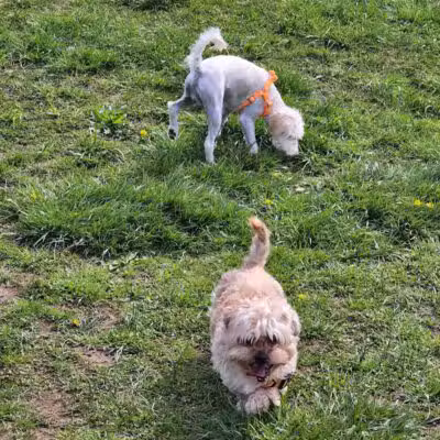 Woodbridge Dog Park - Woodbridge, CT