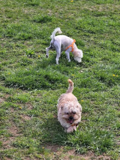 Woodbridge Dog Park - Woodbridge, CT