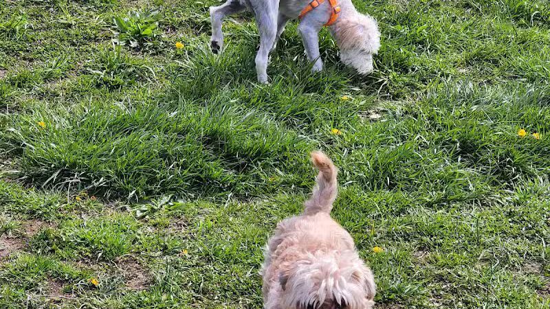 Woodbridge Dog Park - Woodbridge, CT