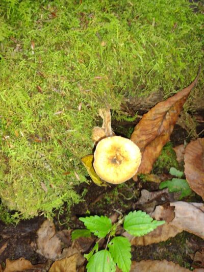 Piatt Park Gorge and Cave Area - Woodsfield, OH