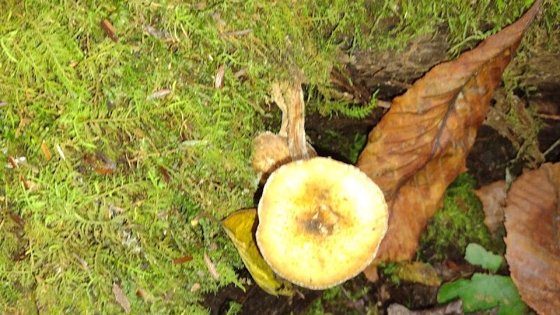 Piatt Park Gorge and Cave Area - Woodsfield, OH