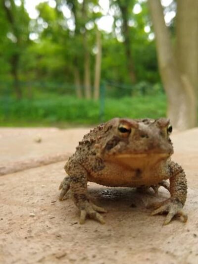 Wooster Dog Park - Wooster, OH