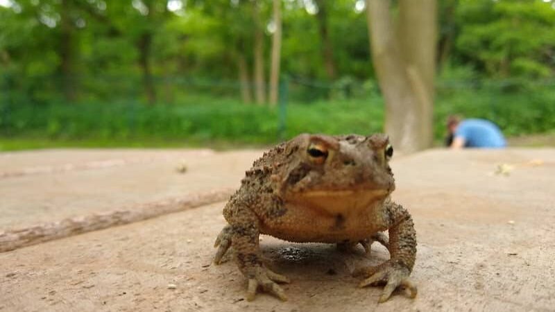 Wooster Dog Park - Wooster, OH