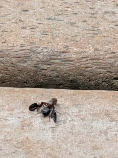 Wooster Dog Park - Wooster, OH