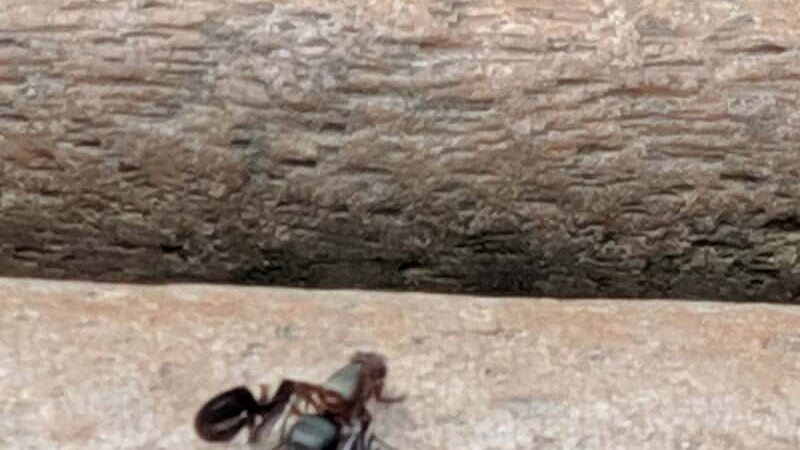 Wooster Dog Park - Wooster, OH