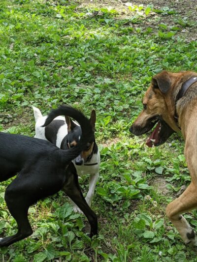 Wooster Dog Park - Wooster, OH