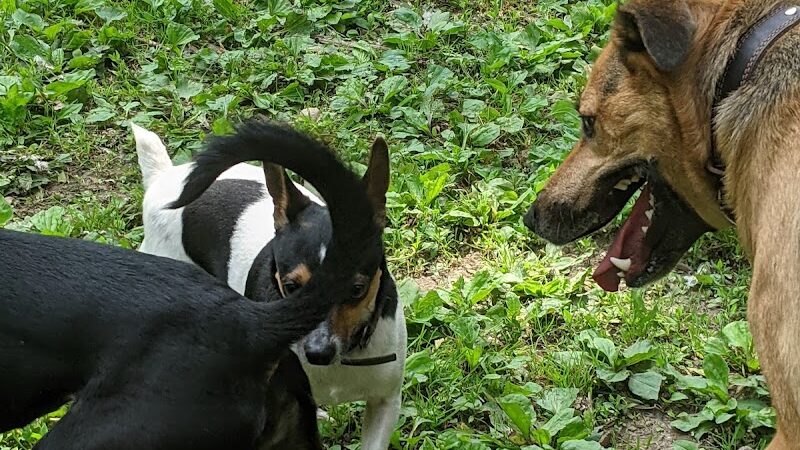 Wooster Dog Park - Wooster, OH