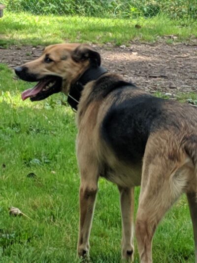 Wooster Dog Park - Wooster, OH