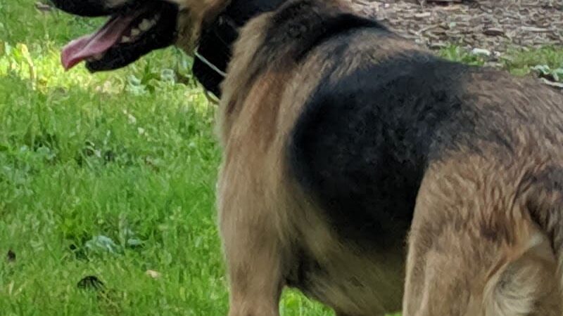 Wooster Dog Park - Wooster, OH