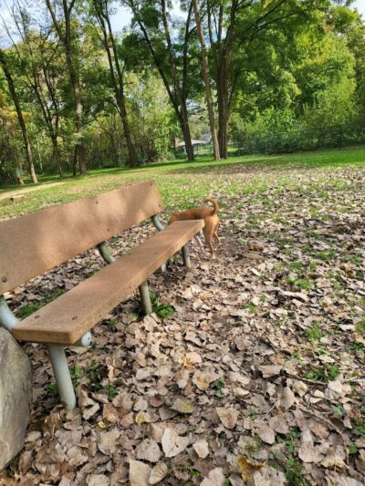 Wooster Dog Park - Wooster, OH