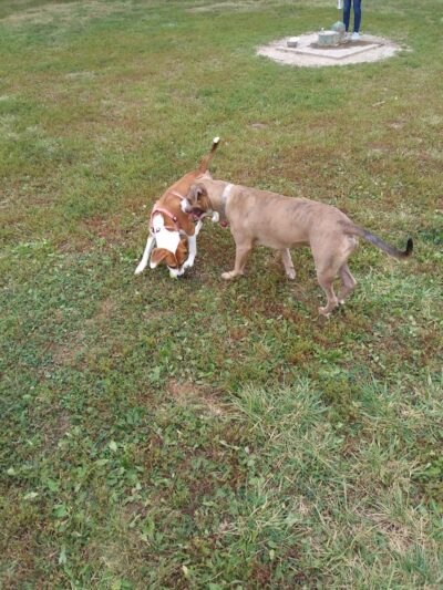 Pierce Park - Xenia, OH