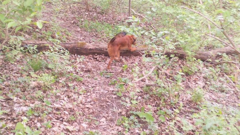 Pierce Park - Xenia, OH