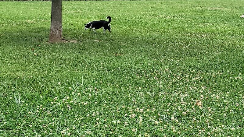 Scout Dog Park - Xenia, OH