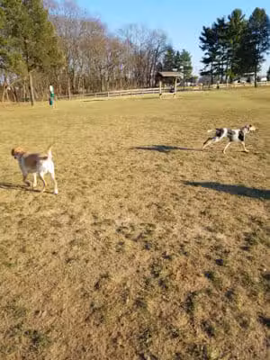 Scout Dog Park - Xenia, OH