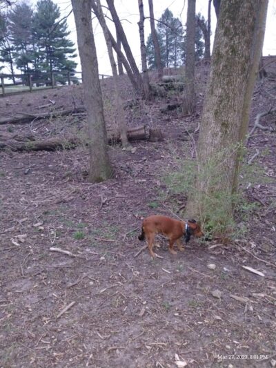 Scout Dog Park - Xenia, OH