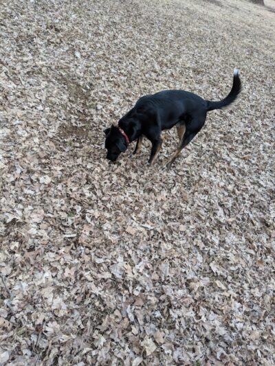 Scout Dog Park - Xenia, OH