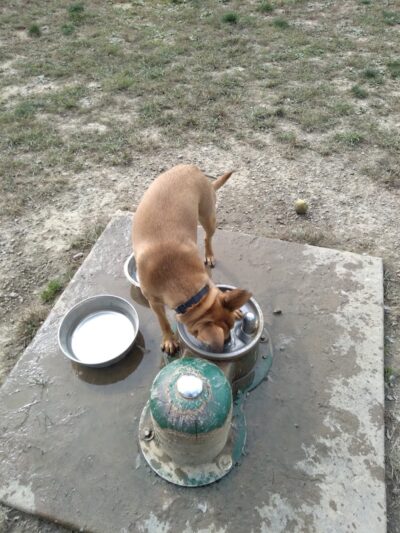 Scout Dog Park - Xenia, OH