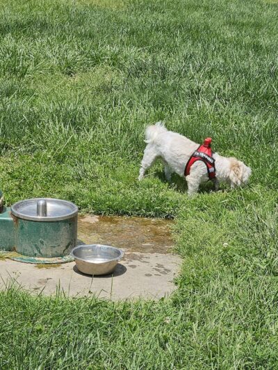 Scout Dog Park - Xenia, OH