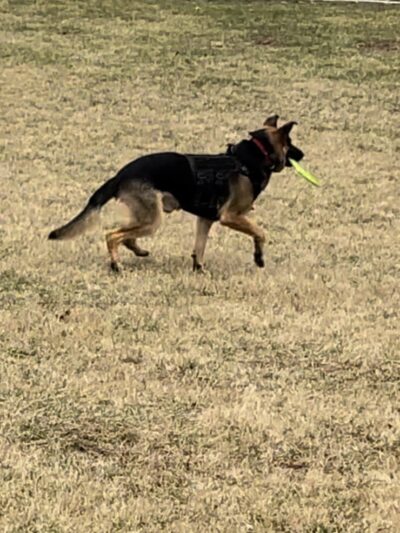 Yellow Springs Dog Park - Yellow Springs, OH