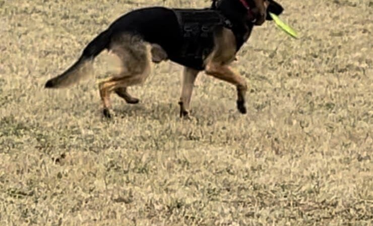 Yellow Springs Dog Park - Yellow Springs, OH