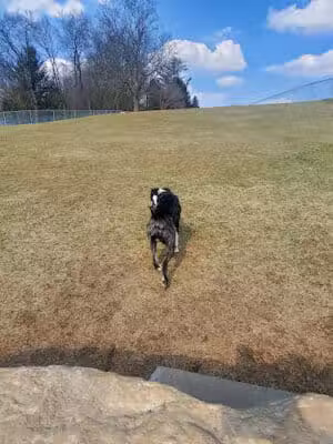 Yellow Springs Dog Park - Yellow Springs, OH