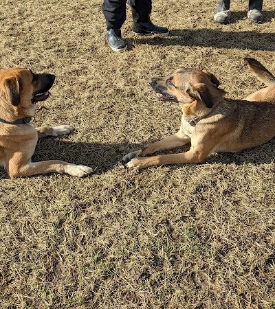 Yellow Springs Dog Park - Yellow Springs, OH