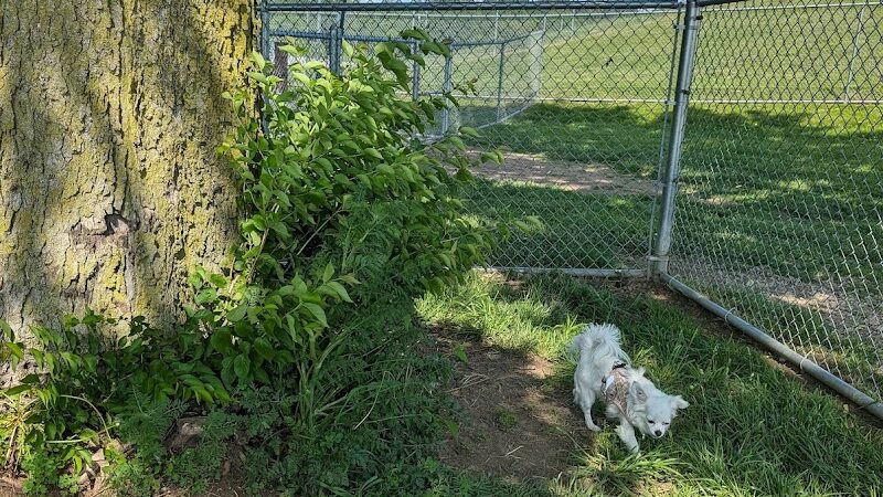 Yellow Springs Dog Park - Yellow Springs, OH