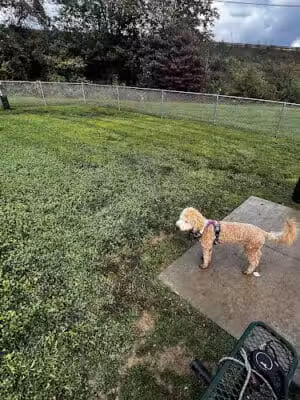 Dog Park at Love's Travel Stops - Zanesville, OH
