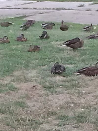 Riverside Park - Zanesville, OH