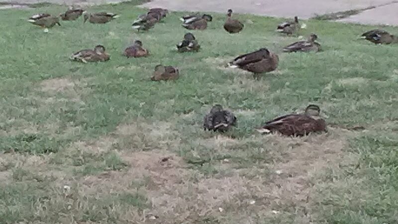 Riverside Park - Zanesville, OH