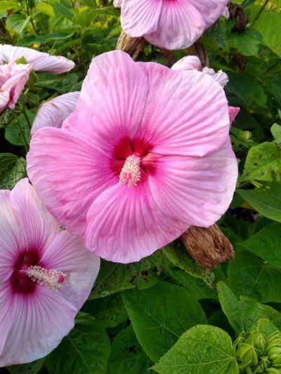 Zoar Gardens - Zoar, OH