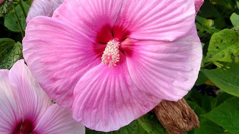 Zoar Gardens - Zoar, OH